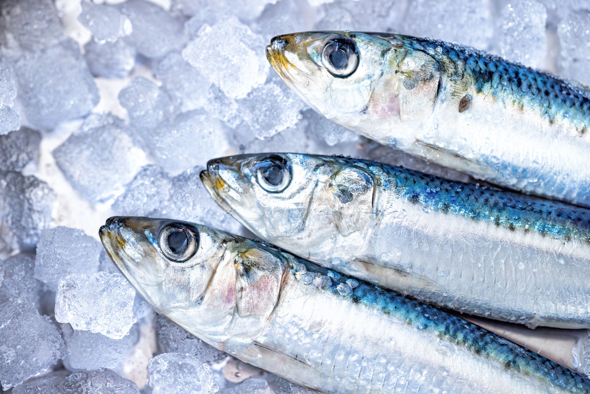 Sardines fraîches sur glace – Étalage du marché de fruits de mer